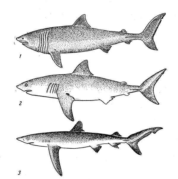 Рис. 5. Океанические акулы: гигантская (1), кархародон (3), синяя (3)