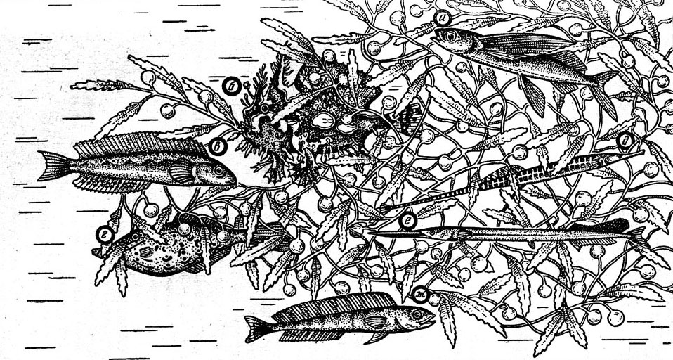 Рис. 13. Рыбы, ассоциированные с плавучими водорослями.