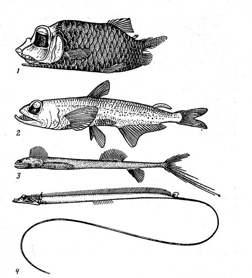 Рис. 19. Глубоководные рыбы с телескопическими глазами: опистопрокт, или рыба-утюг (1), жемчужиноглазка (2), розаура (3), палочкохвоет (4)