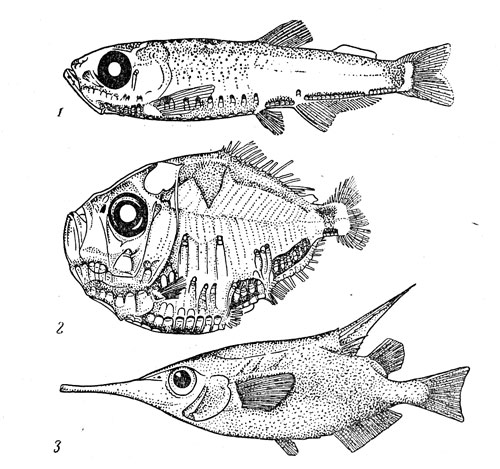 Рис. 36. Мавролик (1), топорик полипнус (3) и морской бекас (3).