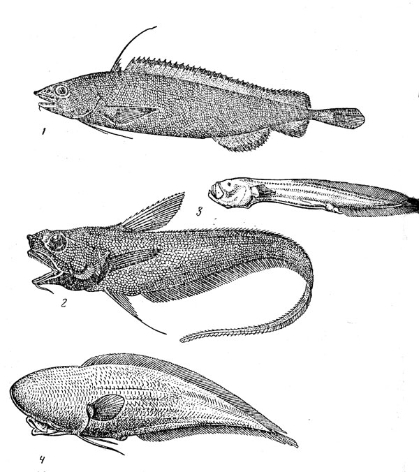 Рис. 38. Глубоководные  трескообразные и ошибнеобразные рыбы: антимора (1)  долгохвост (2), нибеллинелла (3), слепой тифлонус (4)