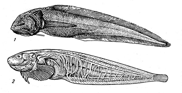 Рис. 42. Рыбы наибольших глубин абиссобротула (1) и псевдолипарис (2).