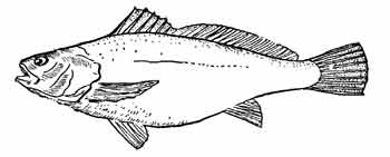 Отолита (рыба-капитан)