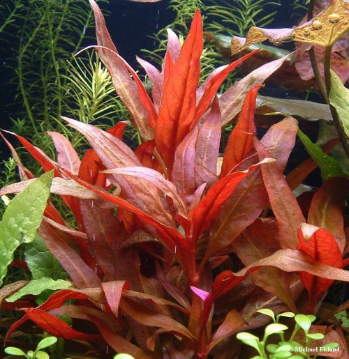 Атлас аквариумных растений