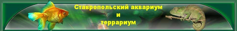 Ставропольский аквариум и террариум stav-zoo.narod.ru